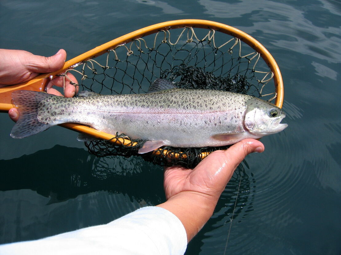 Rainbow trout are active in the Okanagan Lake and are often caught by trolling with flashers at moderate to shallow depths.