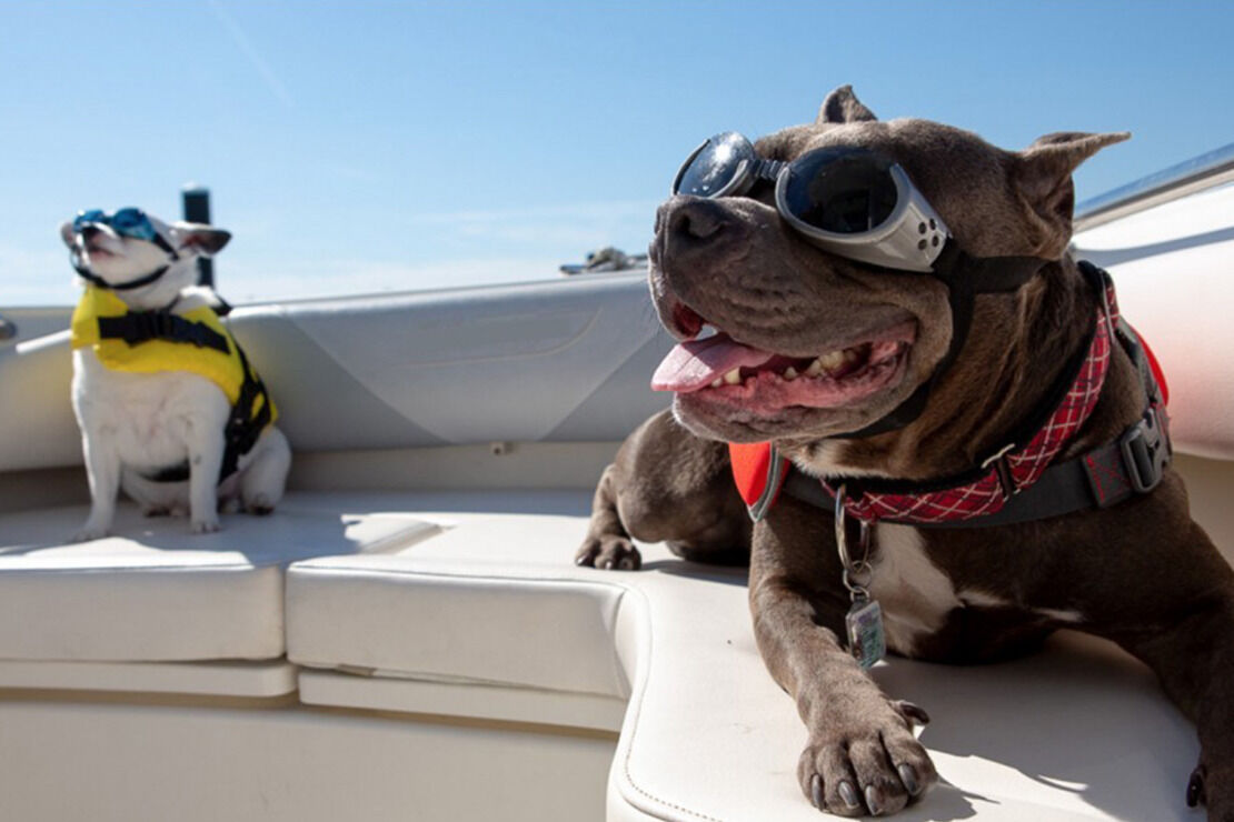 Sail into a pawesome adventure on Okanagan Lake!
